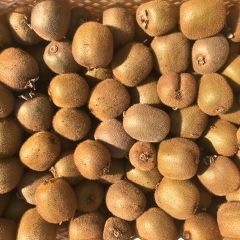 国産）◾︎和歌山県産　キウイフルーツ　5kg ご家庭用のサムネイル