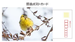 2024年最新】野鳥ポストカードの人気アイテム - メルカリ