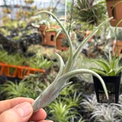 くりんくりんカーリースリムの親＊ チランジア インターメディア Tillandsia intermedia＊エアプランツ＠フラワーショップ江口