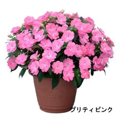 サカタのタネ サンパチェンス(R) プリティピンク(品種登録出願中) 10.5cm(個体おまかせ1ﾎﾟｯﾄ)p　春・夏 花苗 花壇 育てやすい 初心者 桃色(192686)のサムネイル