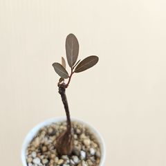 ③♡ミニ株♡〚フィランサス・ミラビリス〛Phyllanthus Mirabilis 塊根植物 コーデックス ポット発送