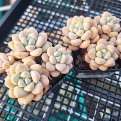 ☆バブルガム☆多肉植物