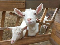 ペット用冷凍ヤギミルク ヤギミルクのヤギーズファーム メルカリ
