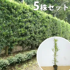 常緑樹 イヌマキ槇植木3m50cm 三重引取