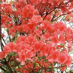 2026年最新】ヤマツツジの人気アイテム - メルカリ