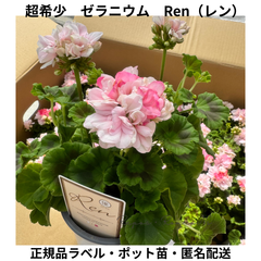 ゼラニウム：Ren〈レン〉（4号）希少品種　花苗　珍しい　ゼラニウム　天竺葵　寄せ植え　ゼラニューム　鉢植え　カラーリーフ