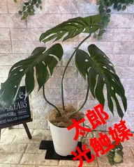 ⬛️ 稀少！⬛️ 超 デカ！⬛️ 葉っぱ、かなり多し！⬛️話題の