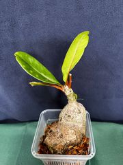 レカノプテリス デパリオイデス lecanopteris アリ植物　シダ レカノプテリス デパリオイデス lecanopteris アリ植物 シダ
