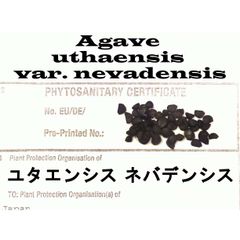 アガベ ユタエンシス エボリスピナ 種子 - メルカリ