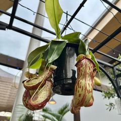 【現品】⑥ ウツボカズラ ネペンテス ガヤ 食虫植物 5号 ハンギング 吊り鉢 ②