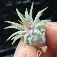チランジア イオナンタ ロシータ Tillandsia ionantha Rosita＊エアプランツ＠フラワーショップ江口