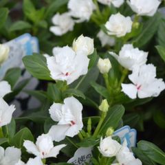 【値下げNG】花さま専用ページ 花様専用ページ - メルカリ
