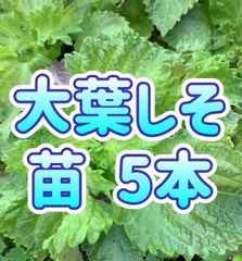 セール‼️岩手県産 天然葉わさび苗 5本 根付き - メルカリ