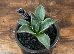Agave/アガベ パラサナファイヤーボール/頼光錦 ➕ 信楽焼陶器鉢 発根済 送料込み