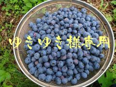 ゆきゆき様専用　生食用ブルーベリーミックス正味２kg＋α(多め)