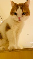 限定50本 37本目です。Curtis&co カーティス レオパード柄 - メルカリ