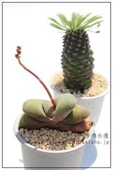 グロメラータ ガステリア Mサイズ 5.5cmポット gasteria glomerata 多肉植物 多肉永遠