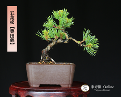 五葉松『豊田錦』トヨダニシキ 小品盆栽【泰寿園 Online】現品 一点物 接ぎ木 松 盆栽 五葉松 松柏 初心者 室内 鑑賞 趣味 卓上盆栽 盆栽鉢 グリーン 和 ギフト プレゼント 誕生日 母の日 父の日 敬老の日 お祝い 記念日 1
