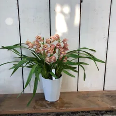 中国 見込み花図 花形洗筆（鉢） u6230931