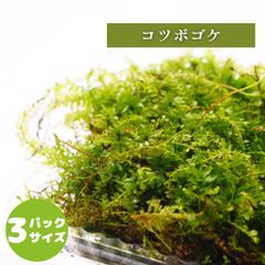 【高原の苔】 コツボゴケ 透明感のある苔 テラリウム パルダリウム  苔パック コケ 苔テラリウム 明るい場所でも育つ セミオープン クローズ 密閉容器向け M(１０ｃｍ×１７ｃｍ)外寸