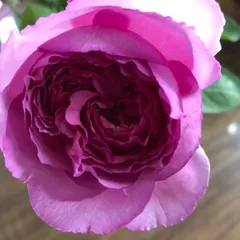 2025年最新】バラ苗 イヴの人気アイテム - メルカリ