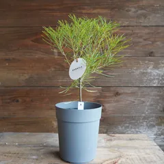 2025年最新】バンクシアヘアピンの人気アイテム - メルカリ