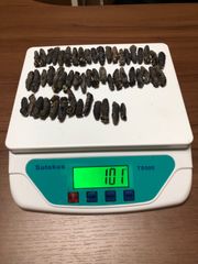 工場直売関西産A級品 乾燥なまこSSS 100g50匹 (計量時100g53本)