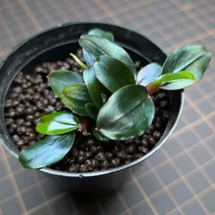 2025年最新】ブセファランドラ ブルーの人気アイテム - メルカリ