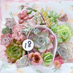18 大小ミックス多肉植物セット