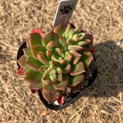 マルコス　抜き苗　多肉植物　モフ多肉　エケベリア