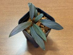 Homalomena sp. "濡烏" from Riau sumatera [LA0518-02]