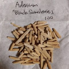 アデニウム・ブラックソマレンセ 種子100粒 Adenium somalense