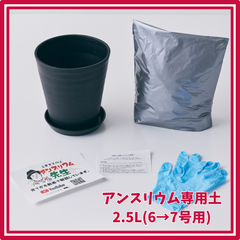 アンスリウム 専用土 2.5L 6号鉢を7号鉢に植え替えたい方向け アンスリューム アンシカル