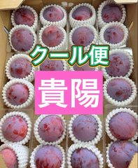 最高級プラム　貴陽　甘い秀品　プラム　スモモ