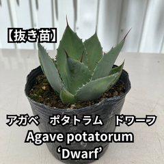 【抜き苗】アガベ　ポタトラム　ドワーフ　Agave potatorum 'Dwarf'　2024-6-15-pd1