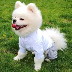 ☆ ワンカラー ☆ XSサイズ ☆ ペットウェア シャツ kpets10 ペット 服 シャツ 犬 いぬ フォーマルスーツ スーツ 礼服 フォーマル おしゃれ ペット服 犬服 セット 犬の服 ドッグウェア ペットウェア 前開き 男の子 ボタン 上品