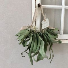 green leafs ロングリーフユーカリのスワッグ　31cm