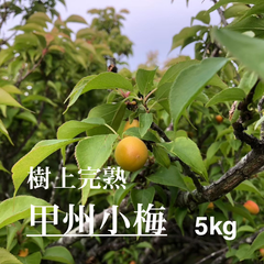 5月下旬～発送予定【2025年度】甲州小梅　樹上完熟　5kg　山梨県甲府市上曽根町産