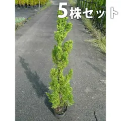 2026年最新】カイヅカイブキの人気アイテム - メルカリ