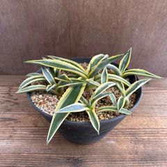 アガベ　アプラナータ　孫悟空　現品　Agave applanata　 アガヴェ 竜舌蘭 リュウゼツラン 観葉植物 観葉 植物 インテリア 珍奇植物 珍奇 珍しい レア 希少 ロックガーデン ドライガーデン