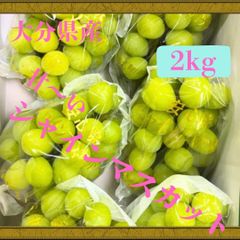 【今年もよろしくお願いします。】皮ごと食べられる！超甘シャインマスカットが今年も販売開始。大分県産　2kg 《３〜6房》《クール便込み価格》　早い者勝ち。