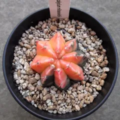 2025年最新】緋牡丹錦の人気アイテム - メルカリ