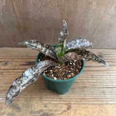 サンセベリア キルキーコパトーン ① Sansevieria kirkii var pulchra‘Coppertone' サンスベリア 観葉植物 観葉 植物 珍奇植物 珍奇 珍しい レア 希少 インテリア プレゼント おしゃれ 空気清浄 ミニ グリーン 銅葉