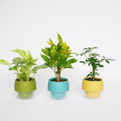 キュートビビスモーキー3個セット【B】【オススメの観葉植物でお届け】