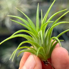 大＊ チランジア イオナンタ ヴァリエガータ (バリエガータ)  Tillandsia ionantha Variegata＊エアプランツ＠フラワーショップ江口