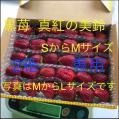 いちご　黒苺　真紅の美鈴　2箱