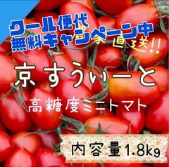 【京すうぃーと内容量1.8kg】京都産 高糖度 フルーツミニトマト