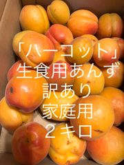 (事前予約) 【訳あり ハーコット】 2キロ クール便 生食用あんず　送料込み