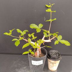 K230【自社養生株】コミュフォラ　オルビクラリス（実生・発根株・鉢植え）【灌木系・塊根植物】