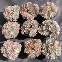 お得な9苗セット！cozさん・韓国苗　札付き・メルカリ便発送！ 2025年最新】COZ苗の人気アイテム - メルカリ